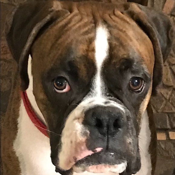 Meet your Posher, Noah - Picture 1 of 1